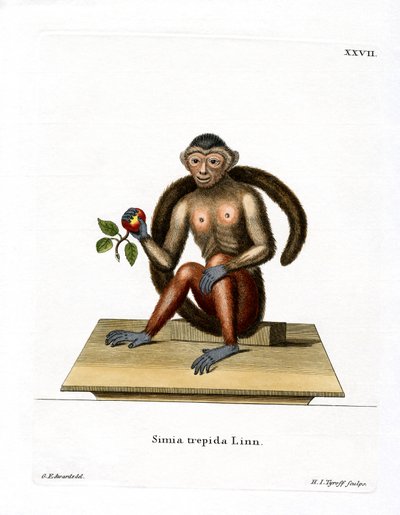 Capuchinho Tufado (gravura colorida) de German School
