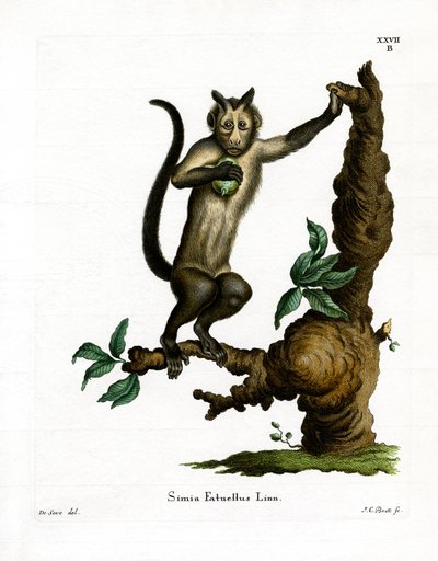 Capuchinho Tufado (gravura colorida) de German School