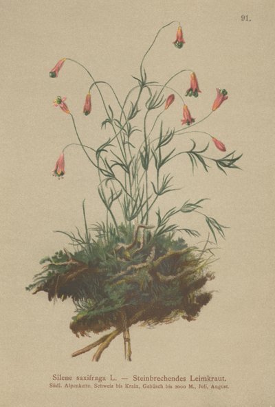 Catchfly adornado (Silene saxifraga) de German School
