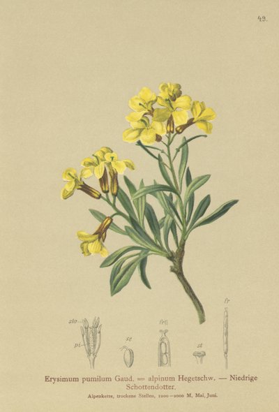 Wallflower tufado (Erysimum pumilum, Erysimum alpinum) de German School