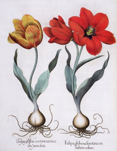 Tulipas: 1. Cor de cinnabrio tubulina sérica globular; 2. Serotin aureo colore punctata, do gênero Hortus Eystettensis de Basil Besler (1561-1629), pub. 1613 de German School