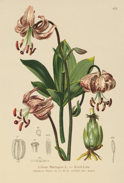 Turcos Cap Lírio (Lilium Martagon) de German School