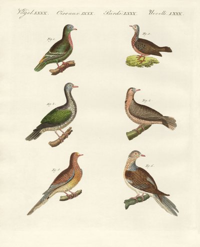 Turtle doves (gravura colorida) de German School