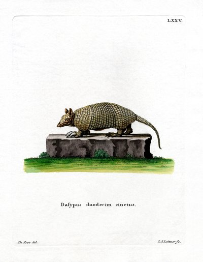 Armadillo de doze bandas (gravação a cores) de German School
