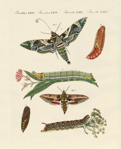 Borboleta crepuscular de German School