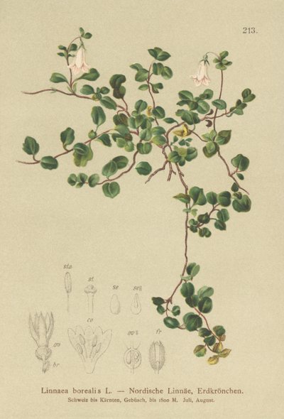 Twinflower (Linnaea borealis) de German School