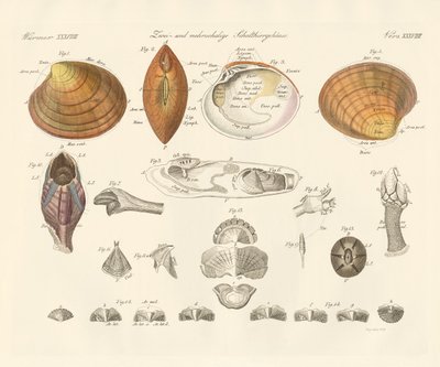 Caixas de búzios ou mexilhões (gravura a cores) de German School
