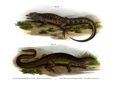 Neusticurus de duas faces (cor litho) de German School