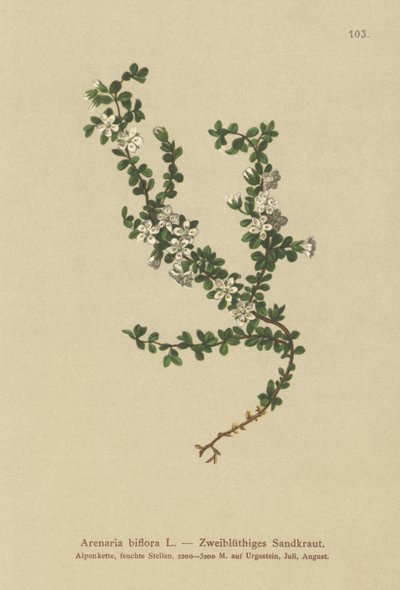 Sandwort de duas flores (Arenaria biflora) de German School