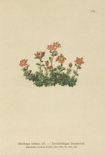Dois, saxifrage florescido, (Saxifraga, biflora) de German School