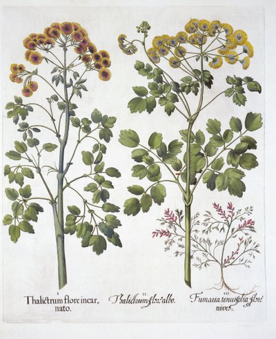 Dois tipos de Meadow Rue e Fumewort, de Hortus Eystettensis, de Basil Besler (1561-1629), pub. 1613 (gravura colorida à mão) de German School