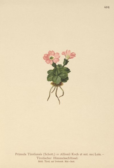 Prímula tirolesa (Primula tyrolensis, Primula Tirolensis, Primula Allionii) de German School