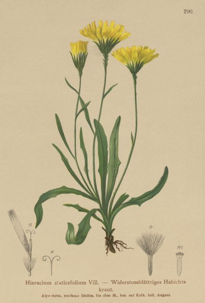 Milkwort de guarda-chuva (Staticefolium do Hieracium, staticifolium do Hieracium, staticifolia de Tolpis, Chlorocrepis staticifolium, Chlorocrepis staticifolia) de German School