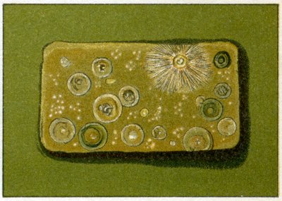 Níveis insalubres de bactérias na água potável, c.1890 (cromolitografia colorida) de German School