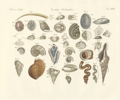 Animais univalves ou invólucro de vermes (gravação colorida) de German School