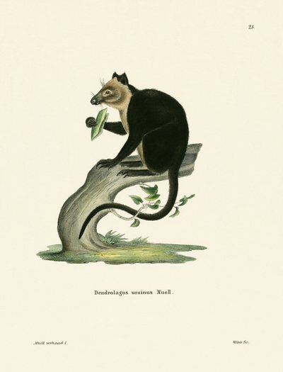 Canguru da árvore de Ursine de German School