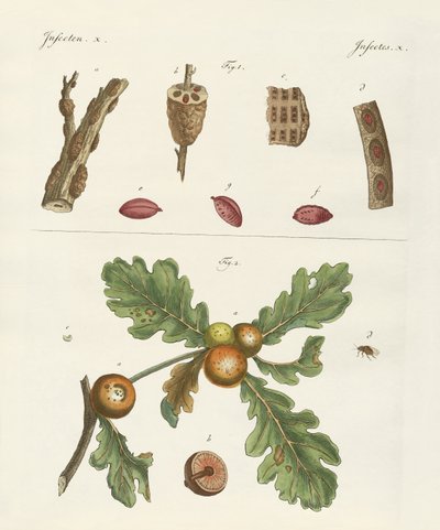 Insetos úteis de German School