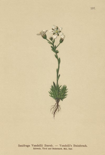 Saxofrage de Vandellis (Saxifraga Vandellii) de German School