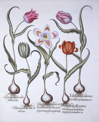 Variedades de Tulipa, de Hortus Eystettensis, de Basil Besler (1561-1629), pub. 1613 (gravura colorida à mão) de German School
