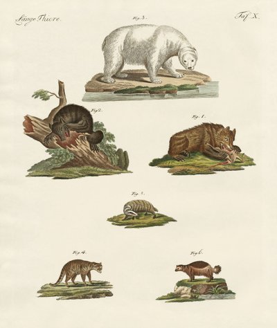 Vários tipos de ursos de German School