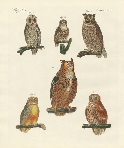 Vários tipos de corujas de German School