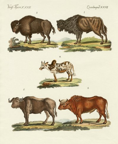 Vários tipos de bois de German School
