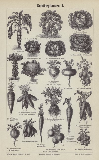 Legumes (gravura) de German School