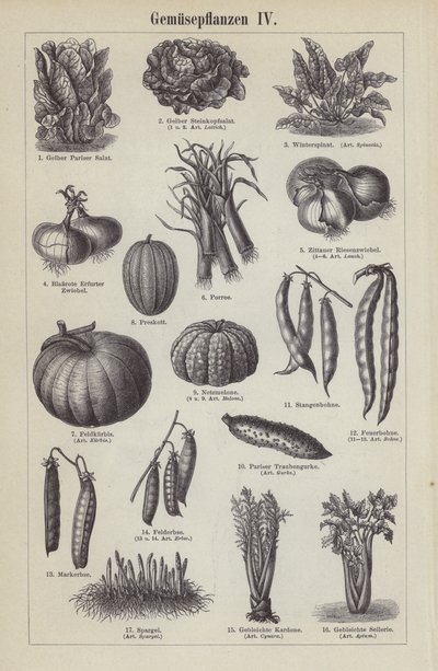 Legumes (gravura) de German School