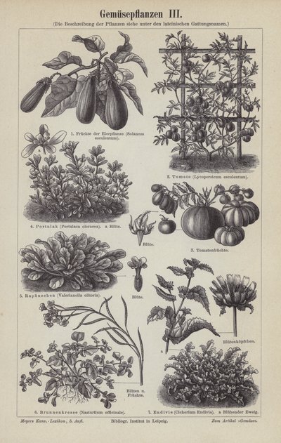 Legumes (gravura) de German School