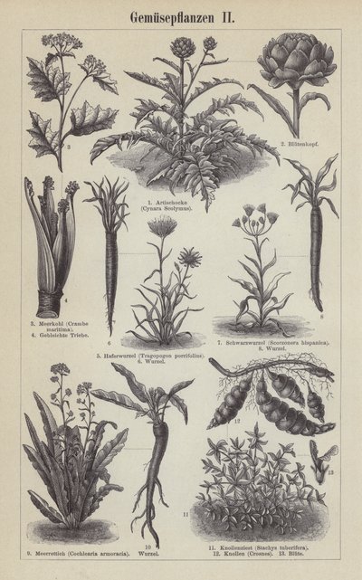 Legumes (gravura) de German School