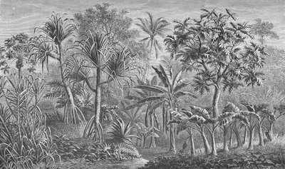 Vegetação na Índia de German School
