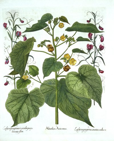 Velvetleaf e Sweet Peas, de Hortus Eystettensis, de Basil Besler (1561-1629), pub. 1613 (gravura colorida à mão) de German School