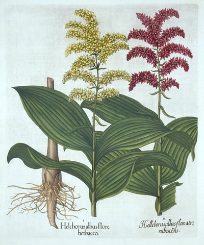 Veratrum, de "Hortus Eystettensis", de Basil Besler de German School