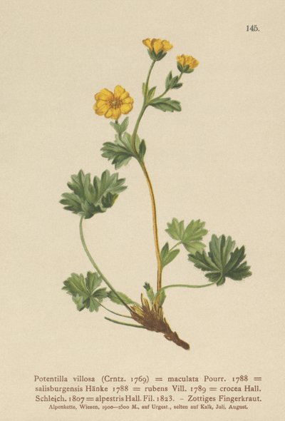 Cinquefoil viloso (Potentilla villosa, Potentilla maculata, Potentilla rubens, Potentilla crocea, Potentilla alpestris, Potentilla salisburgensis) de German School