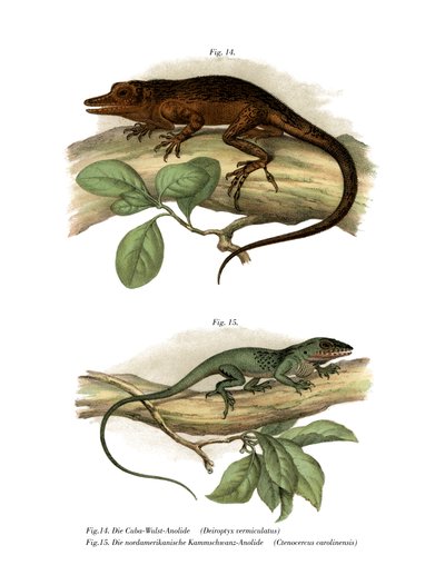 Vinales Anole (cor litho) de German School