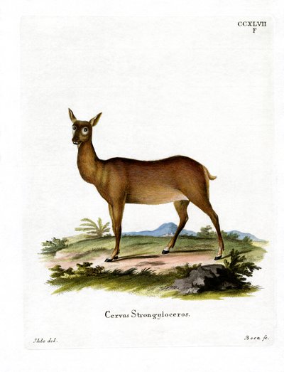 Wapiti (gravação a cores) de German School