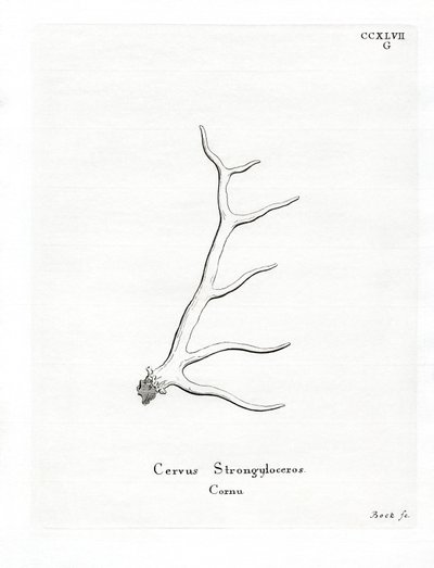 Wapiti Antlers (gravura colorida) de German School