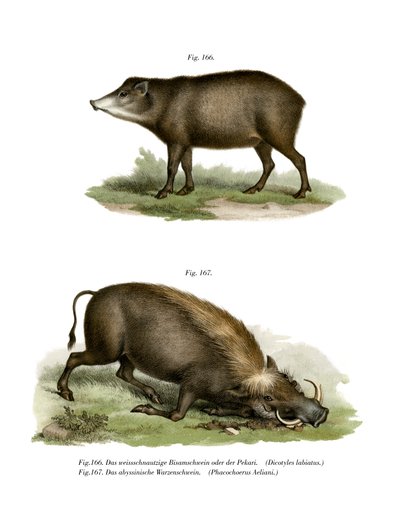 Javali, 1860 de German School