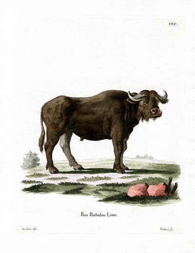 Búfalo de água (gravação a cores) de German School