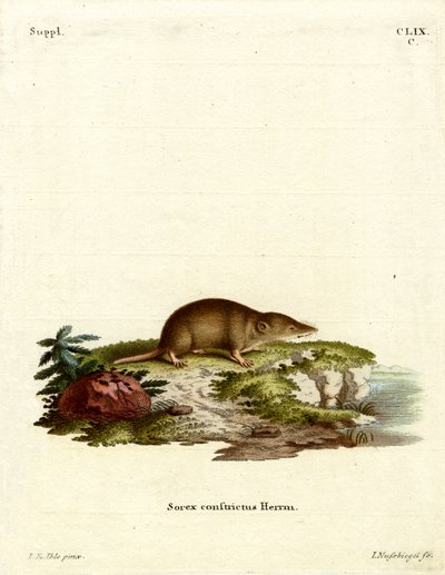 Water Shrew (gravura colorida) de German School