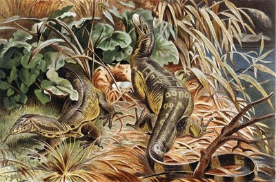 Lagarto monitor de água, placa de "Brehms Tierleben> Allgemeine Kunde des Tierreichs", vol.7, p.117, publicado pelo Bibliographisches Institut de German School