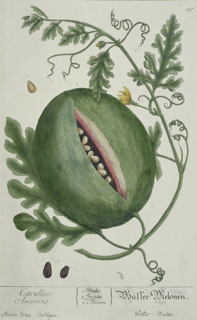 Melancia, de A Curious Herbal, edição alemã, publicada em 1757 de German School