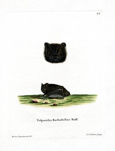Barbastelle Ocidental (gravação a cores) de German School