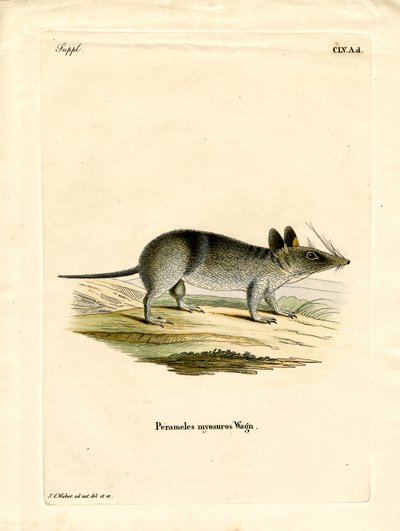 Western Barred Bandicoot (gravura a cores) de German School