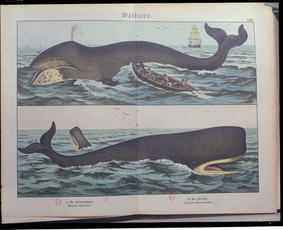 Baleia e baleia cachalote, da história natural dos mamíferos (1861) por Gotthelf Heinrich von Schubert (1780-1860), publicado em Stuttgart, 1886 (cor gravura) de German School