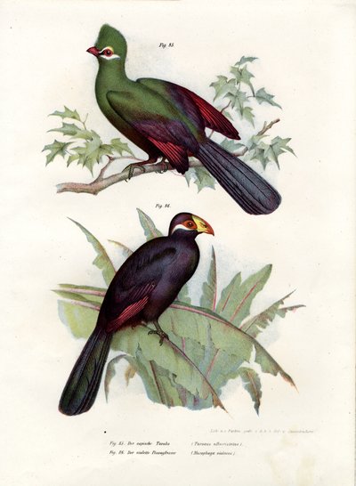Turaco-de-topete-branco, 1864 de German School