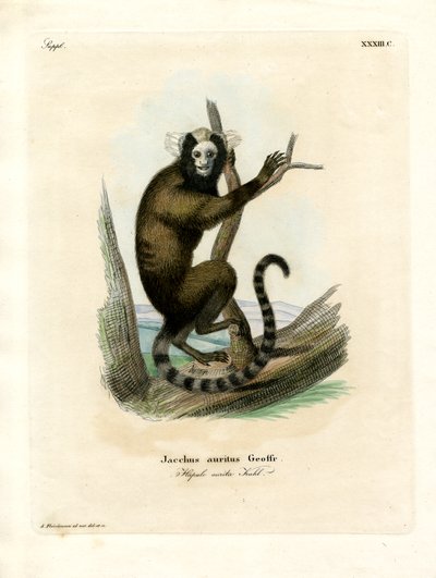 Marmoset de orelha branca (gravação colorida) de German School