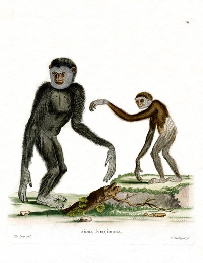 Gibão de mão branca (gravura colorida) de German School