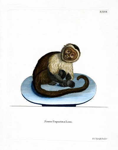 Capuchinho de cabeça branca (gravura colorida) de German School