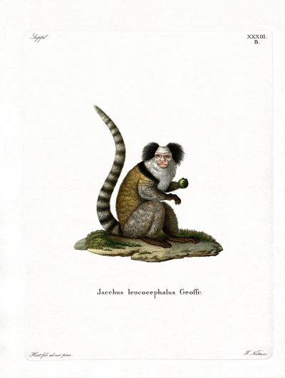 Marmoset de cabeça branca (gravação a cores) de German School